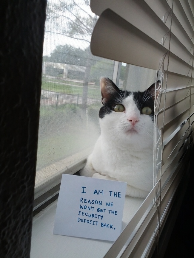 cat shaming - I Am The Reason We Won'T Get The Security Deposit Back.