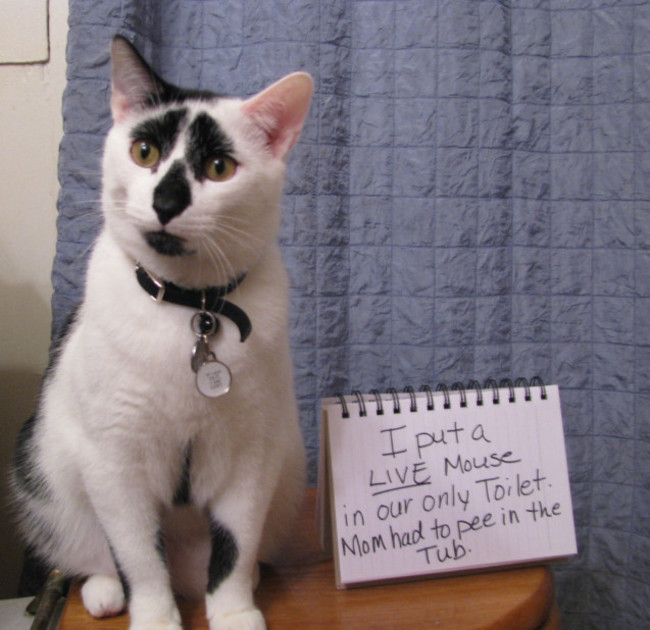 cat shaming - I puta Live Mouse in our only Toilet. Mom had to pee in the Tub.