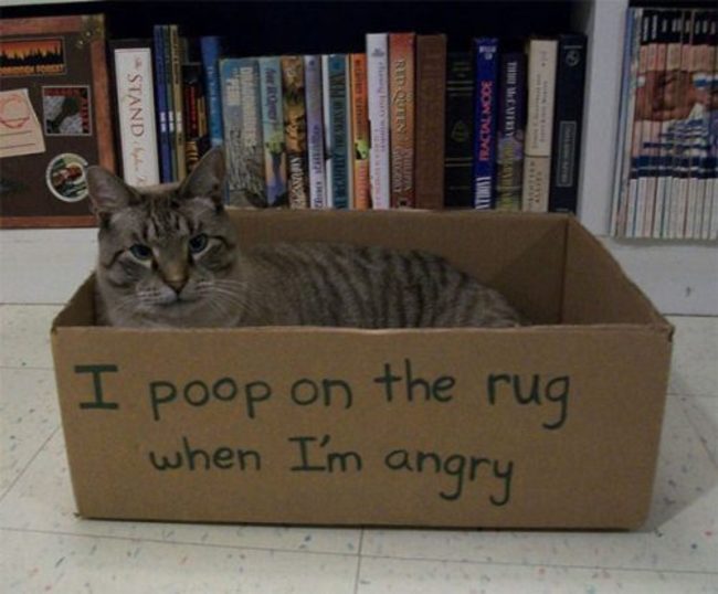 cat shaming funny - Stand Rit Qulls Gmbh Bracul Mode The Mcartesywn Atina I poop on the rug when I'm angry