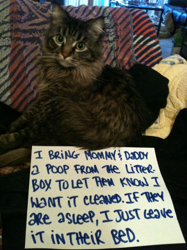best cat shaming - I Bring Mommy Daddy a Poop From The Litter. Box To Let Them Know I Want It Cleanet. If they are asleep, I Just Glove It In Their Bed.