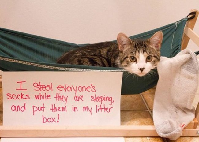 funny cat shaming - I Steal everyone's socks while they are sleeping, and put them in my litter box!