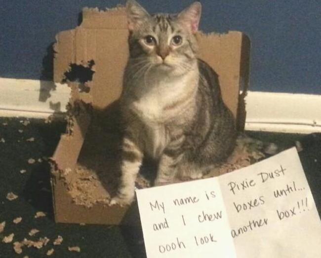 cat shaming - My name is Pixie Dust and I chew boxes until.... 000h look another box!!!