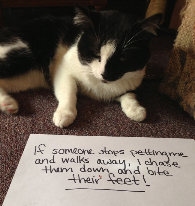 funny pet shaming - If someone stops petting me and walks away, Icha' them down and bite their feet! ise