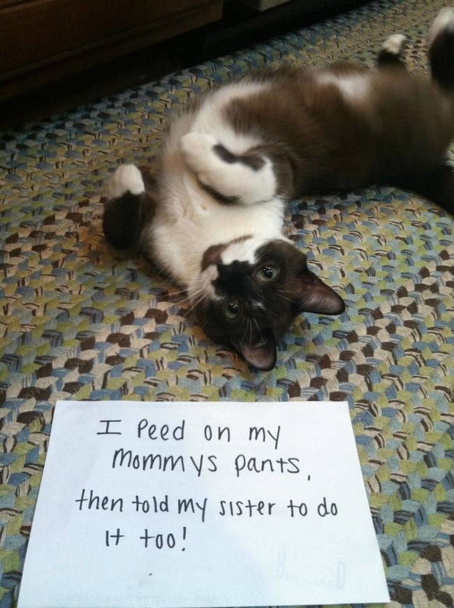 cats and dog shaming - I Peed on my mommys pants, then told my sister to do I too!