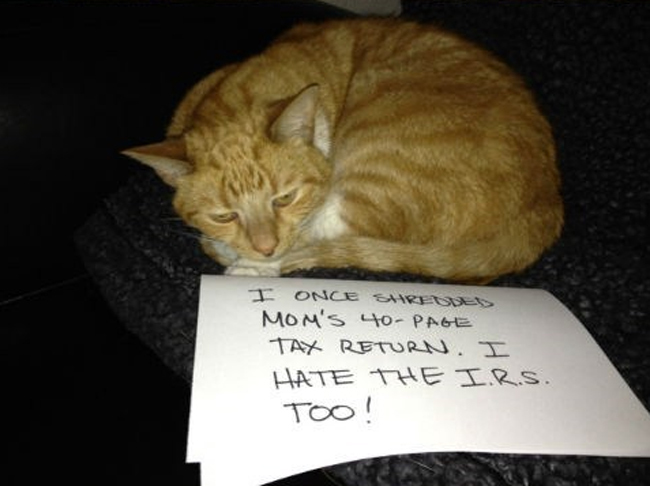 cats hate trump - I Once Shreddes Mom'S 40 Page Tax Return. I Hate The I.R.S.