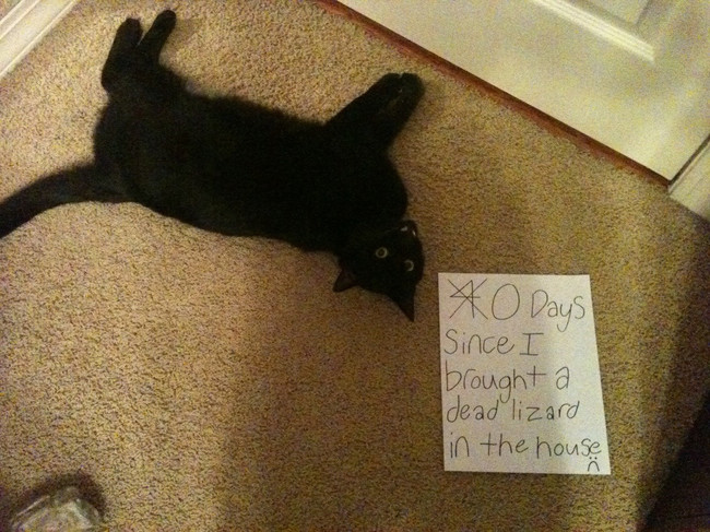 cats being shamed for their crimes - 40 Days Since I brought a dead lizard in the house