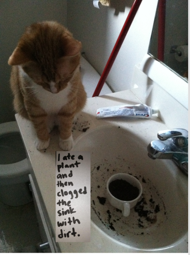 Cat - I ate a plant and then clogged the sink with dirt.
