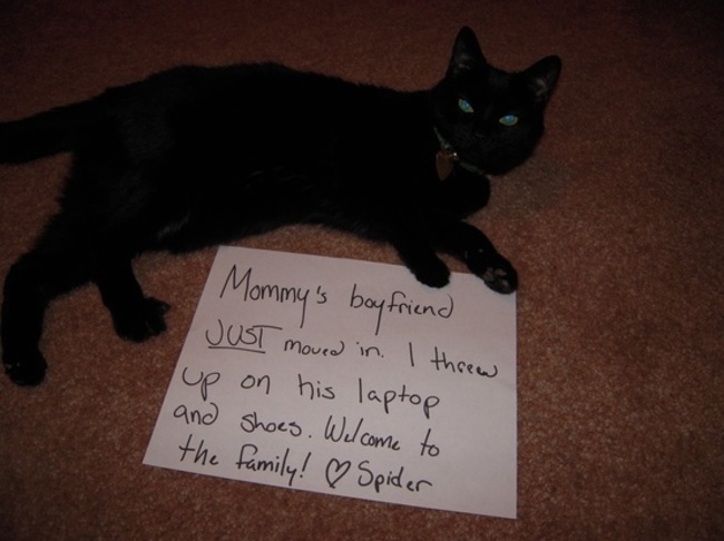 cat shaming - ' Mommy's boyfriend Just moved in. I threw up on his laptop and shoes. Welcome to the family! Spider