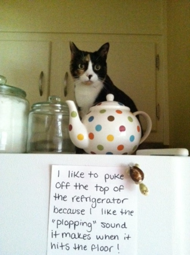 cat shaming dog - I to puke off the top of the refrigerator because i the "plopping" sound it makes when it hits the floor!