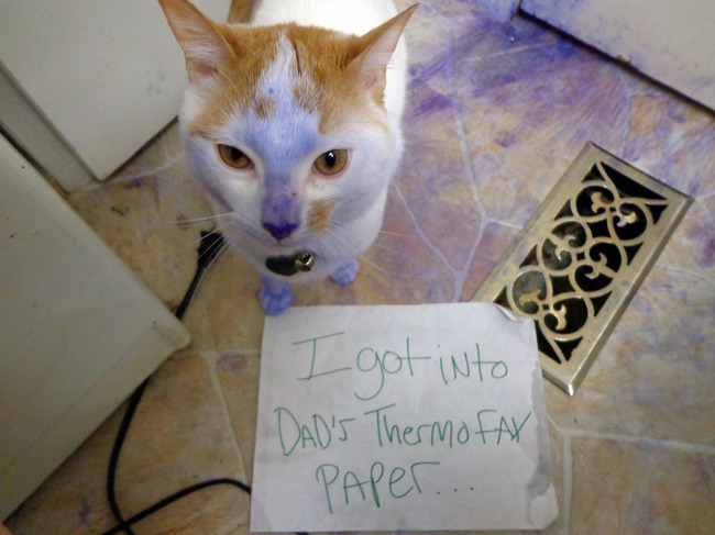 cat shame - I got into Dad'S Thermo fax Paper..