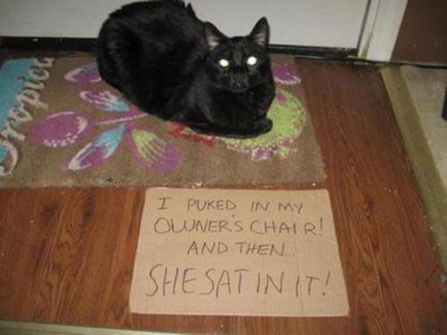 cat shame signs - I Puked In My Owners Chair! And Then. Shesatin It!