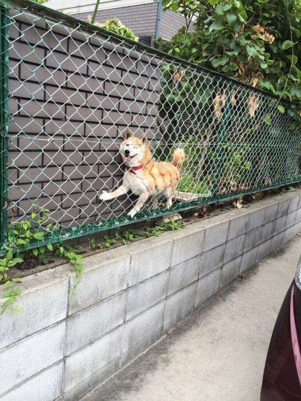 This just wanted to climb a fence