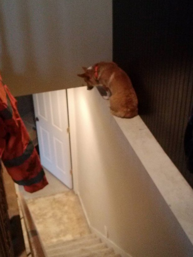 This dog found out he's afraid of heights.