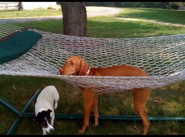 This dog didn't know hammocks were so complicated.