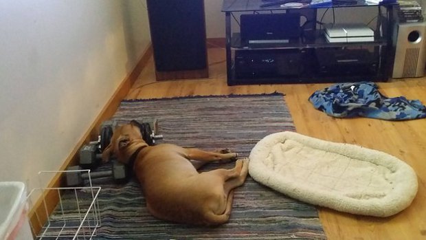 This dog that can't find his bed