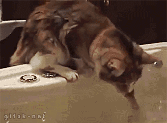 21 Animals That Immediately Regretted Their Decisions