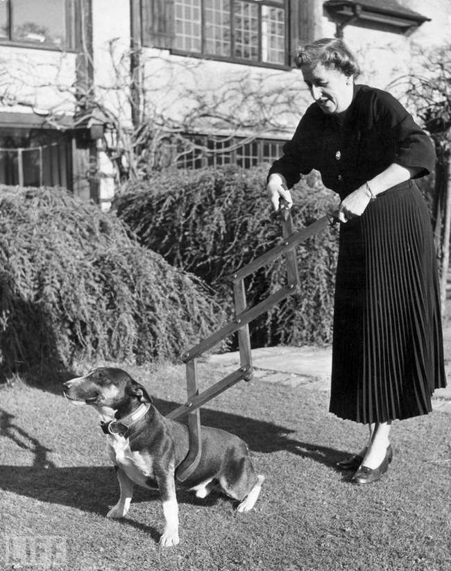 The Dog Squeezer (a restraint), 1940