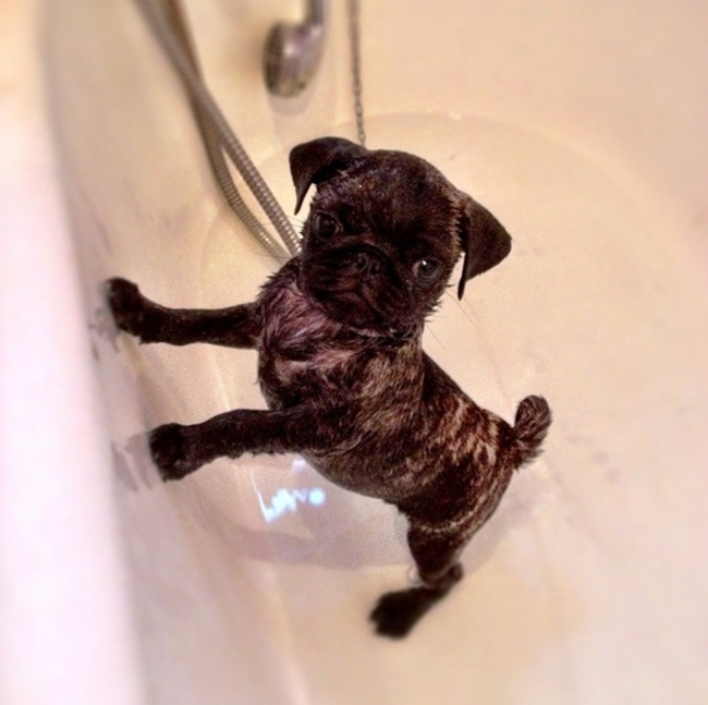 37 Greatest Pug Moments In History