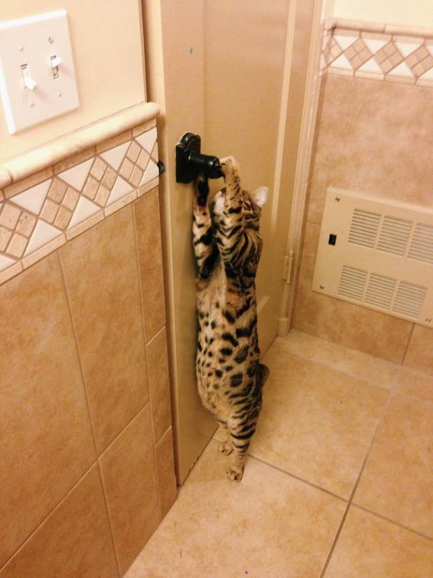 19 Pussies Reminding Us Why We Love Cats