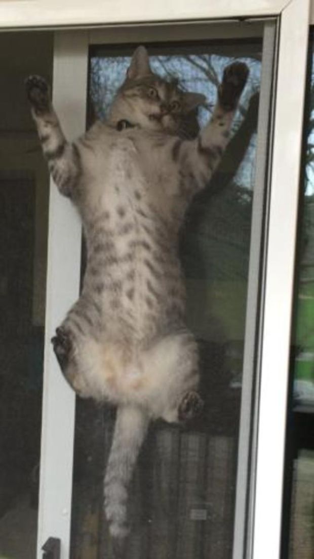 19 Pussies Reminding Us Why We Love Cats