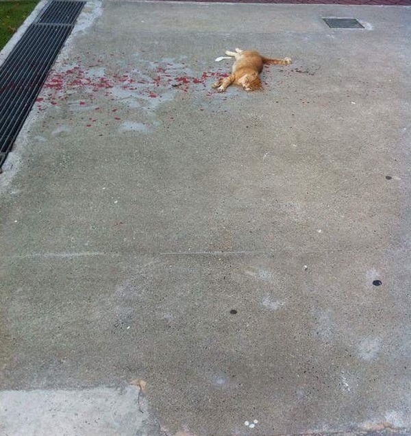 The man decided to save the cat and took pictures along the way to show how others were heartless...