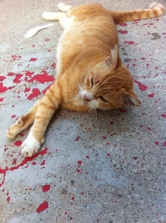 ... but what is this? That's not blood - it's just red paint! And the cat was sleeping.