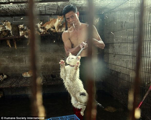 He had luck - Peter Li from HSI bought him and three other animals, so they will only be choked a little by this "leash" and shoved in a cage and not clubbed to death like the remaining animals. Peter Li had only enough money to save 4 animals.