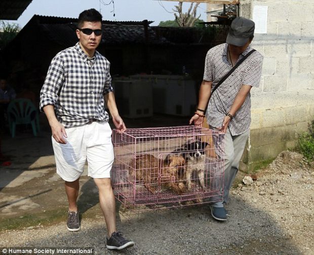 Chinese government said it won't take place, but Humane Society International received information that it will take place and about  10 000 cats and dogs were brutally killed for the meat.