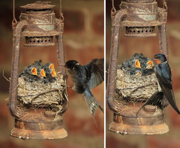 Birds Make Their Nests In The Weirdest Places