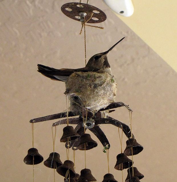 Birds Make Their Nests In The Weirdest Places