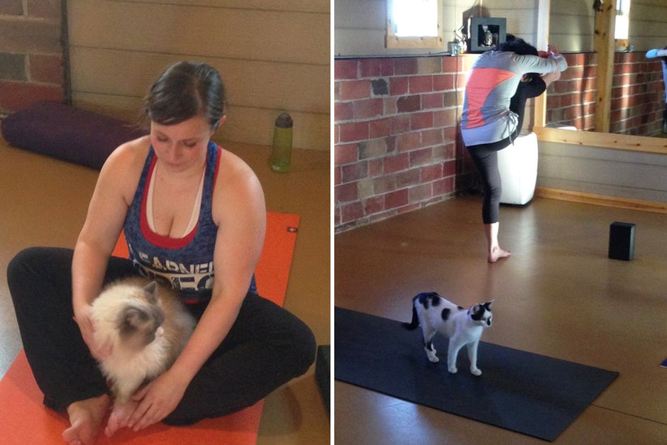 Illinois Cat Shelter Combines Yoga And Cats