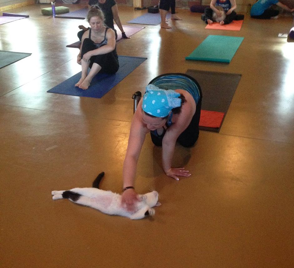 Illinois Cat Shelter Combines Yoga And Cats