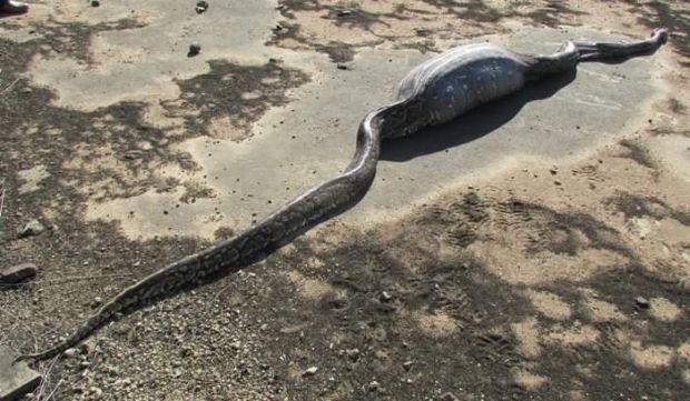 Python was found dead in Republic of South Africa.