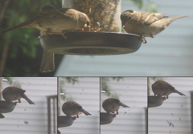 15 Cases Of Birds Being A-holes