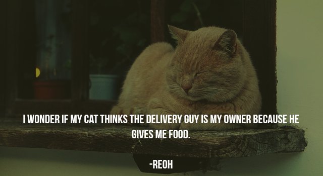 Internet - I Wonder If My Cat Thinks The Delivery Guy Is My Owner Because He Gives Me Food. Reoh