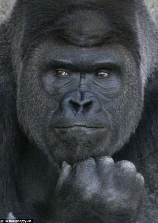 This gorilla came to Japanese Zoo in Nagoya from Australia in 2007, to "make the population bigger".