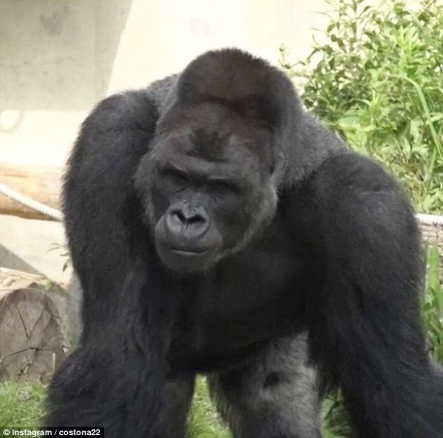 His name is Shabani, and besides being loved by female gorillas he's also loved by human females.