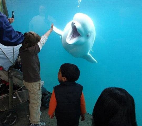 Meanwhile At The Aquarium