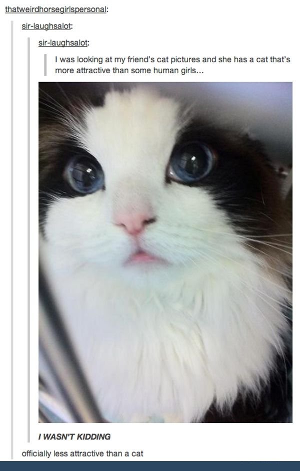27 Adorably Hilarious Cats On Twitter