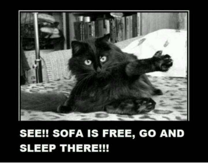 funny cat stuck in sofa - See!! Sofa Is Free, Go And Sleep There!!!