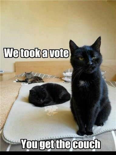 funny black cats memes - We took a vote You get the couch