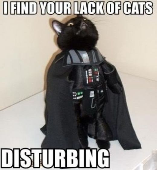 find your lack of cats disturbing - Ifind Your Lack Of Cats W Disturbing