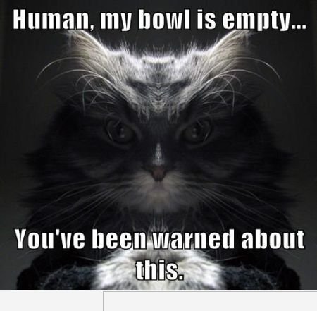 empty cat bowl meme - Human, my bowl is empty... You've been warned about this.