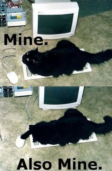 cat mine also mine