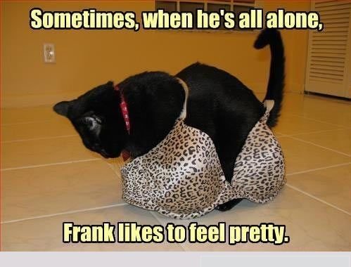 black cat humor - Sometimes, when he's all alone, Frank to feel pretty.