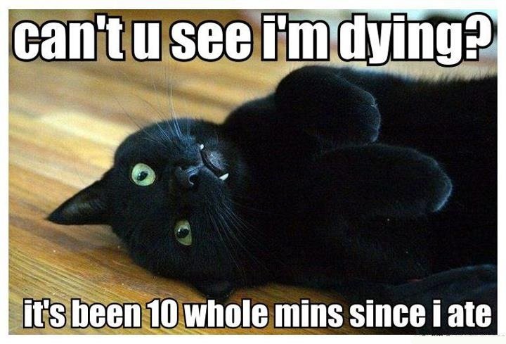 black cat - can'tu see I'm dying? it's been 10 whole mins since i ate