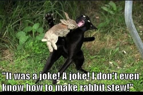 bunny attack cat - "It was a joke! A joke! I don't even know how to make rabbit stew!"