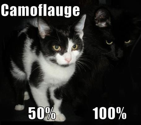 cute cat memes - Camoflauge 50 50% 100%