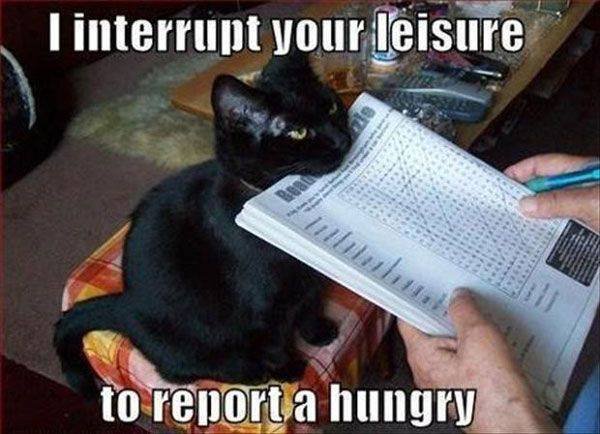 hungry cat meme - Tinterrupt your leisure to report a hungry