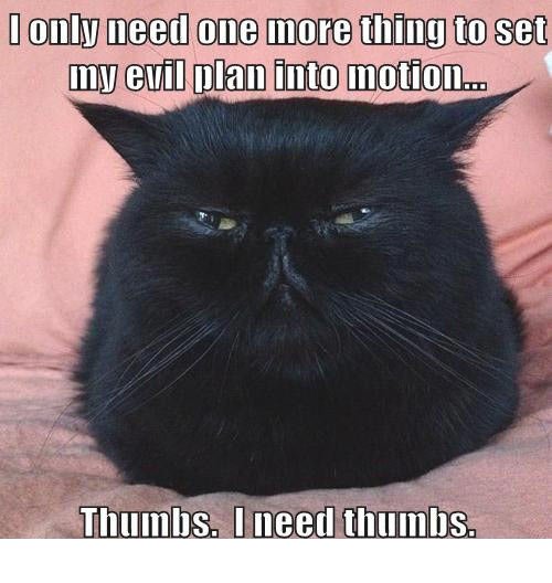 funny black cat - I only need one more thing to set my evil plan into motion... Thumbs. Ineed thumbs.